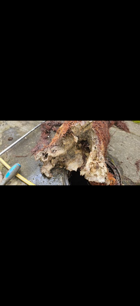 Roots and deposits removed from a blocked drain in Bedfordshire